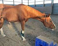 flashy-hanoverian-thoroughbred-horse