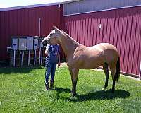 get-him-now-gelding