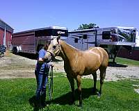 red-buck-gelding