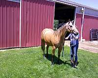two-eyed-red-buck-gelding