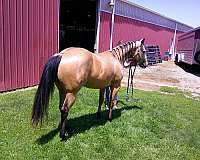 and-ranch-quarter-horse