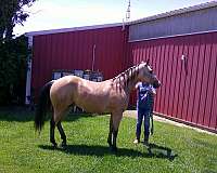 aqha-quarter-horse