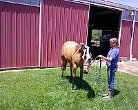 bar-quarter-horse