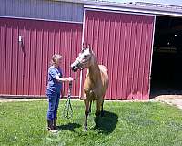 bloodlines-quarter-horse
