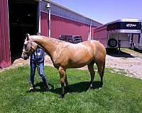 buck-quarter-horse