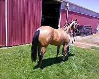 calf-roping-quarter-horse