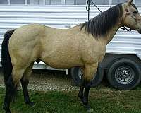 chex-quarter-horse