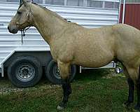 colonel-quarter-horse