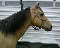 colonel-freckles-quarter-horse