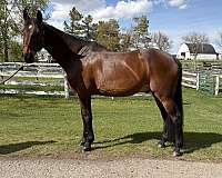 warmblood-gelding
