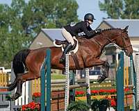 warmblood