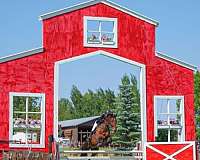 warmblood-horse-for-sale