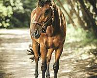 warmblood-horse