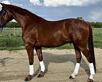 blaze-hind-socks-horse