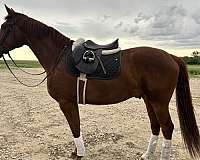 chestnut-blaze-hind-socks-horse