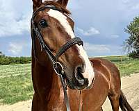 dressage-warmblood-horse