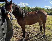 experienced-trail-rocky-mountain-standardbred-horse