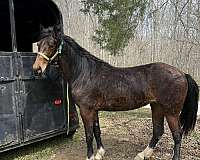 rocky-mountain-standardbred-horse-for-sale