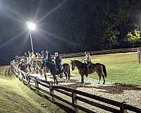 rocky-mountain-standardbred-mare