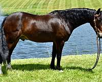 ohio-hackney-pony