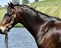 high-stepping-hackney-pony