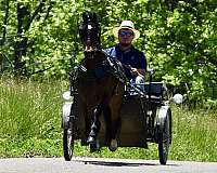 parade-hackney-pony