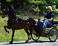 team-driving-hackney-pony