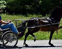 twilight-farms-gelding