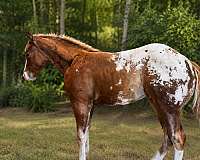 rf-partial-horse