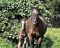 chestnut-2-hind-horse
