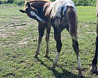chestnut-rf-partial-horse