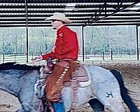 blue-roan-star-horse