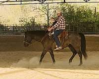 all-around-quarter-horse