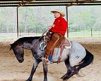 beginner-quarter-horse
