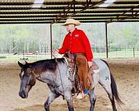 husband-safe-quarter-horse