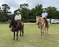 kid-safe-quarter-horse