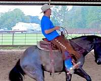 natural-horsemanship-training-quarter-horse