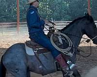 ranch-quarter-horse