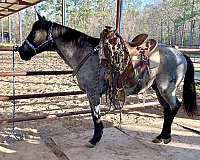 ranch-work-quarter-horse