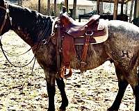 roping-quarter-horse