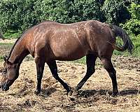 bay-star-spots-over-back-hips-horse