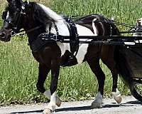 kid-safe-miniature-pony
