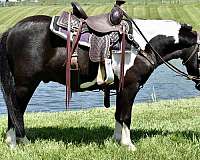 trick-trained-miniature-pony