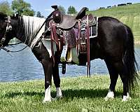 driving-pony-miniature