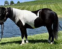 lesson-pony-miniature