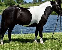 english-pony-miniature