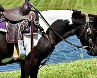 western-pony-miniature