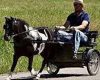 all-around-miniature-pony