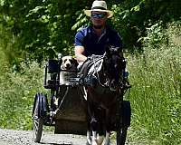 beginner-miniature-pony