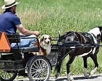 companion-miniature-pony